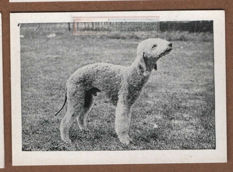 Bedlington Terrier Dog Canine Pet 1950s Ad Trade Card